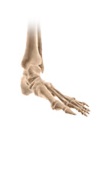ankle rehabilitation protocols