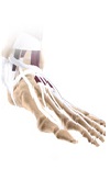 foot rehabilitation protocols
