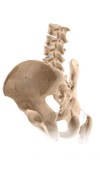 low back rehabilitation protocols