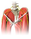 Hip Muscle Strain