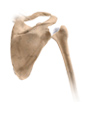 Shoulder Arthroscopy