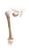thigh rehabilitation protocols